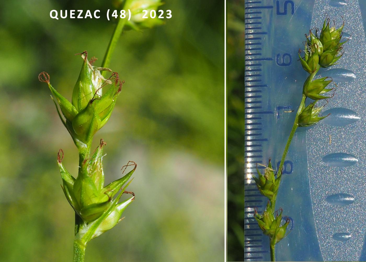 Sedge, Large-fruited Prickly flower